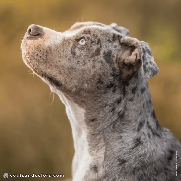 coatsandcolors.com American Staffordshire Terrier Colors faulty colors merle