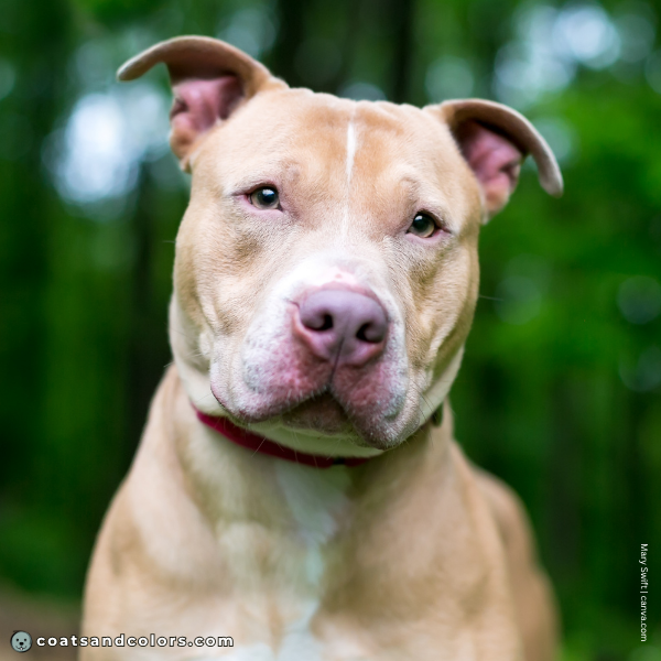 coatsandcolors.com American Staffordshire Terrier Colors faulty light eyes