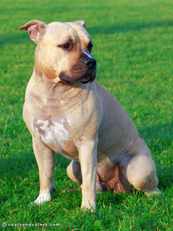 coatsandcolors.com American Staffordshire Terrier Colors fawn 1