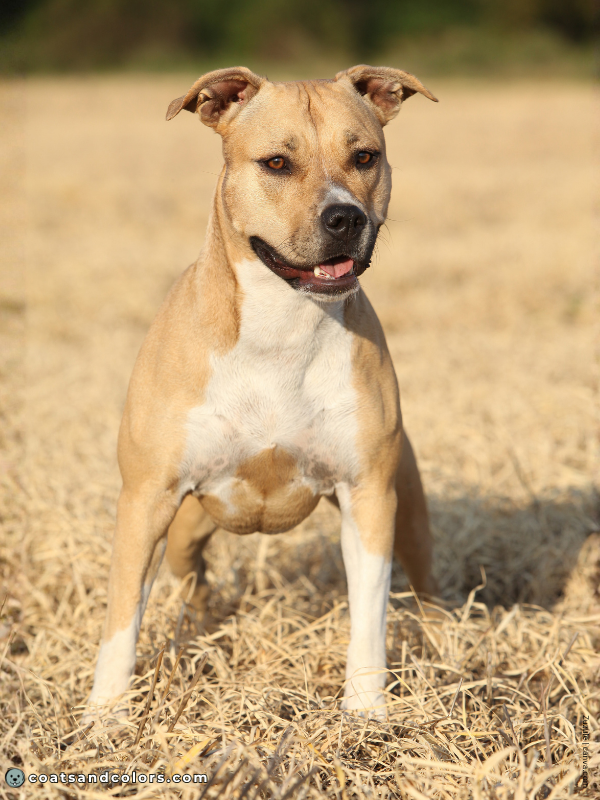 coatsandcolors.com American Staffordshire Terrier Colors fawn 2
