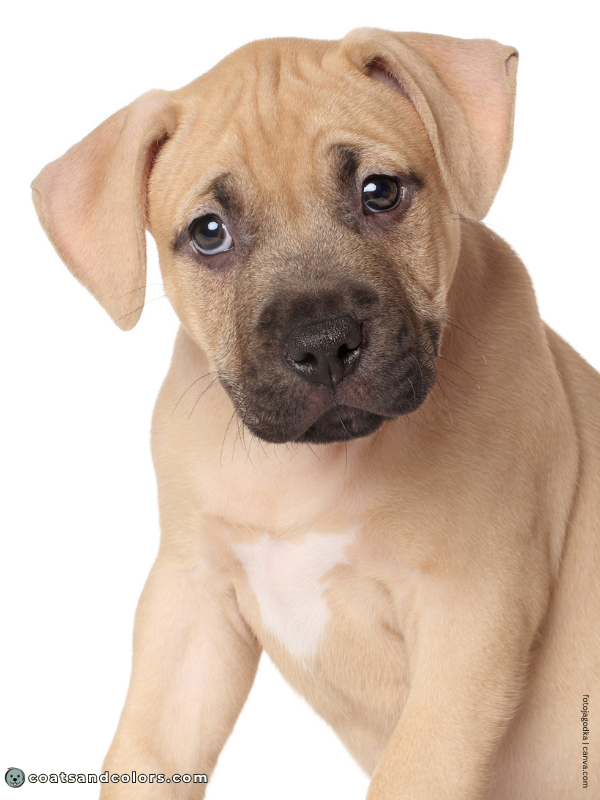 coatsandcolors.com American Staffordshire Terrier Colors fawn 3