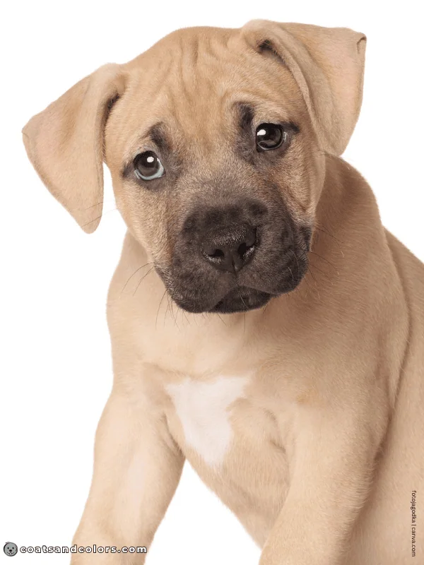 coatsandcolors.com American Staffordshire Terrier Colors fawn 3