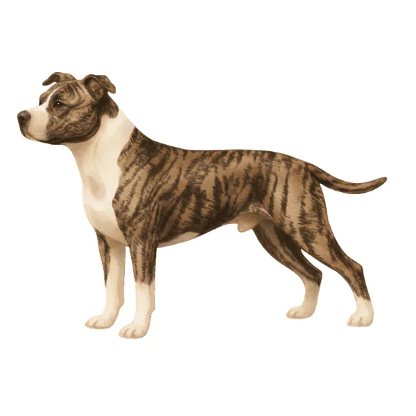 coatsandcolors.com American Staffordshire Terrier Colors illustration K locus brindle