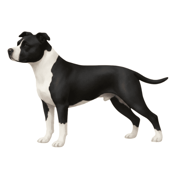 coatsandcolors.com American Staffordshire Terrier Colors illustration K locus solid dark