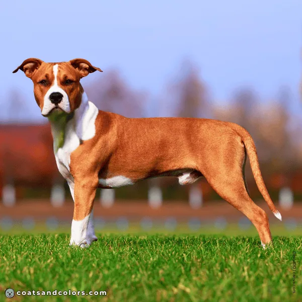 coatsandcolors.com American Staffordshire Terrier Colors intense red