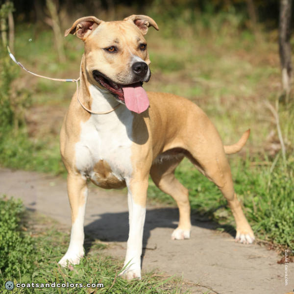 coatsandcolors.com American Staffordshire Terrier Colors intensity fawn