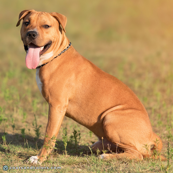 coatsandcolors.com American Staffordshire Terrier Colors intensity red fawn