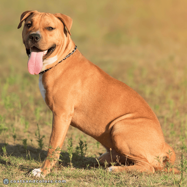 coatsandcolors.com American Staffordshire Terrier Colors intensity red fawn