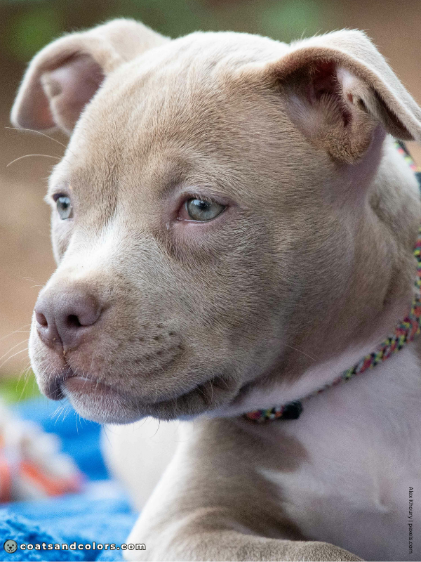 coatsandcolors.com American Staffordshire Terrier Colors lilac 1