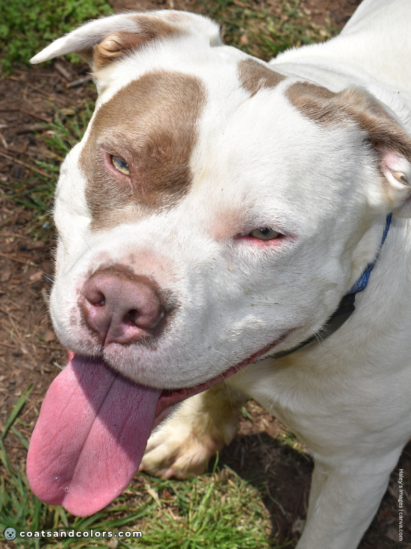 coatsandcolors.com American Staffordshire Terrier Colors lilac 2