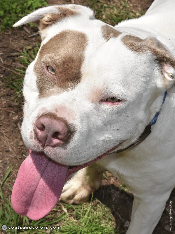 coatsandcolors.com American Staffordshire Terrier Colors lilac 2
