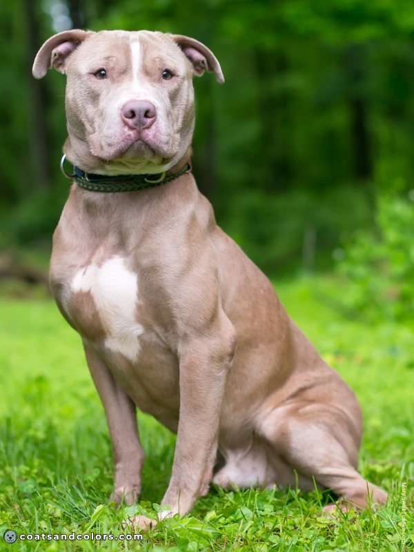 coatsandcolors.com American Staffordshire Terrier Colors lilac 3