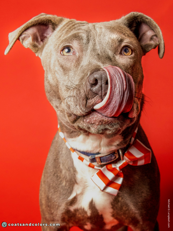 coatsandcolors.com American Staffordshire Terrier Colors lilac brindle 2