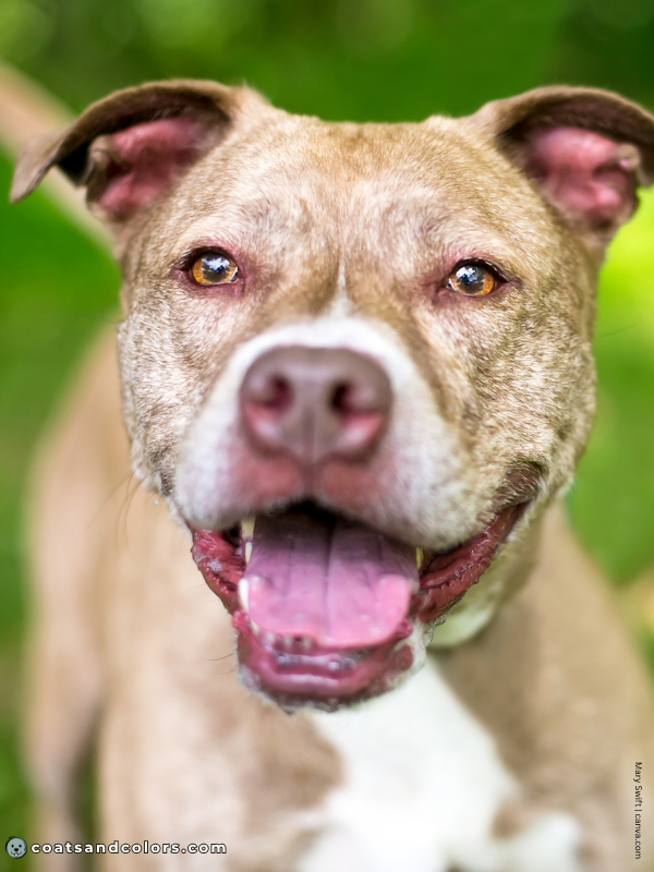 coatsandcolors.com American Staffordshire Terrier Colors lilac brindle 3