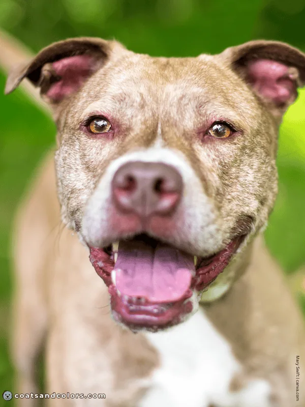 coatsandcolors.com American Staffordshire Terrier Colors lilac brindle 3