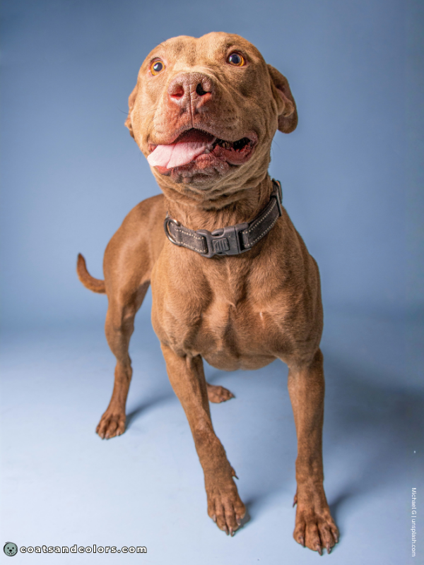coatsandcolors.com American Staffordshire Terrier Colors lilac brindle