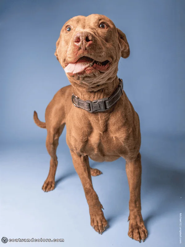 coatsandcolors.com American Staffordshire Terrier Colors lilac brindle