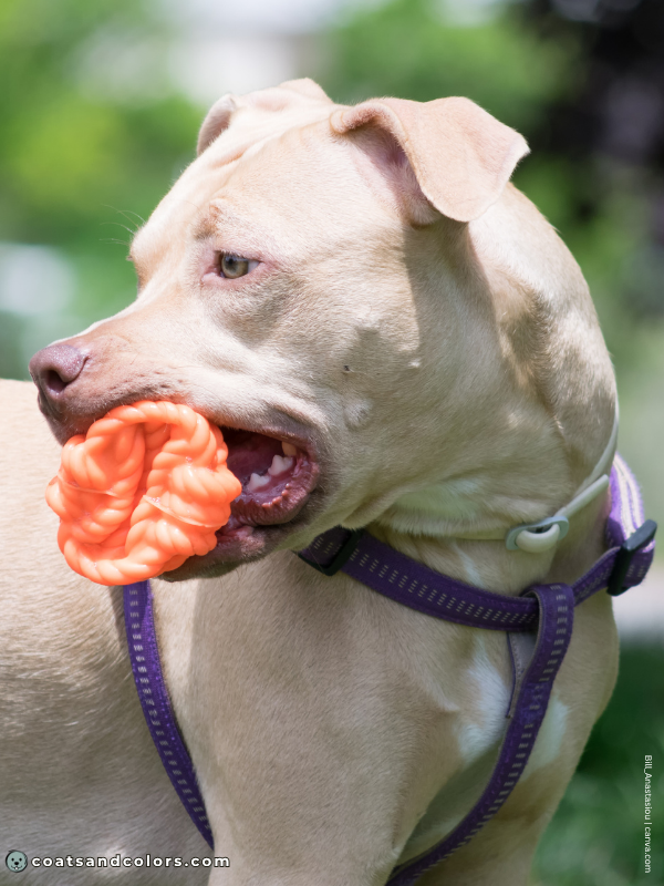 coatsandcolors.com American Staffordshire Terrier Colors lilac fawn 2