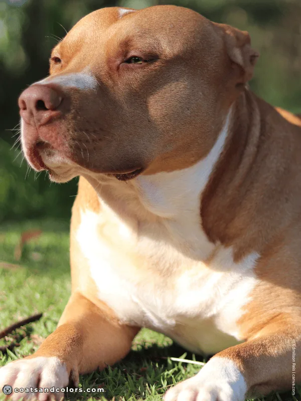 coatsandcolors.com American Staffordshire Terrier Colors lilac fawn