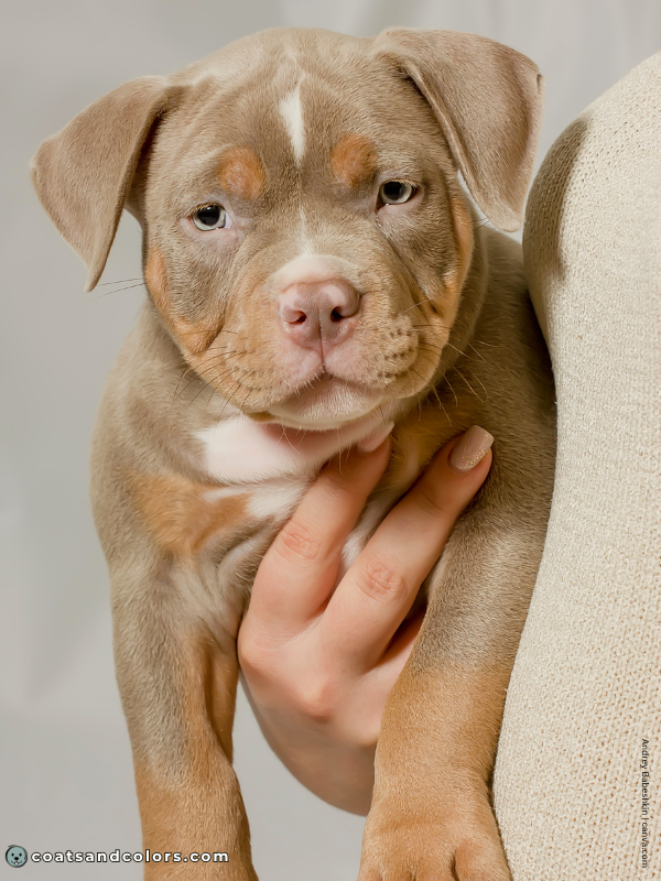 coatsandcolors.com American Staffordshire Terrier Colors lilac tan 1