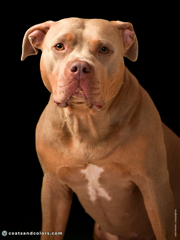 coatsandcolors.com American Staffordshire Terrier Colors lilac tan 2