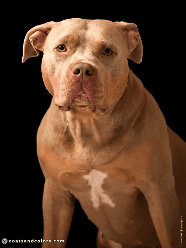 coatsandcolors.com American Staffordshire Terrier Colors lilac tan 2