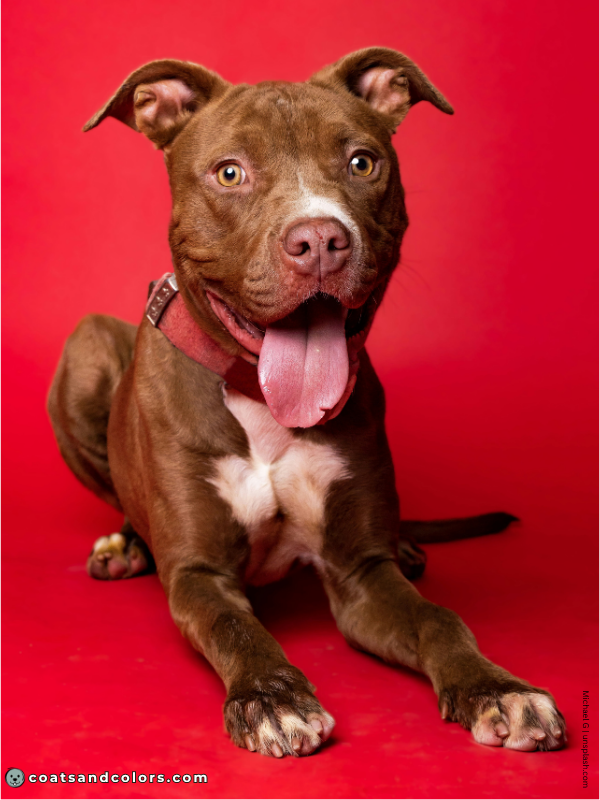 coatsandcolors.com American Staffordshire Terrier Colors liver 1