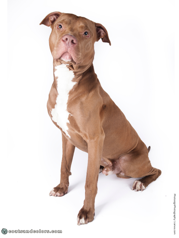 coatsandcolors.com American Staffordshire Terrier Colors liver 2