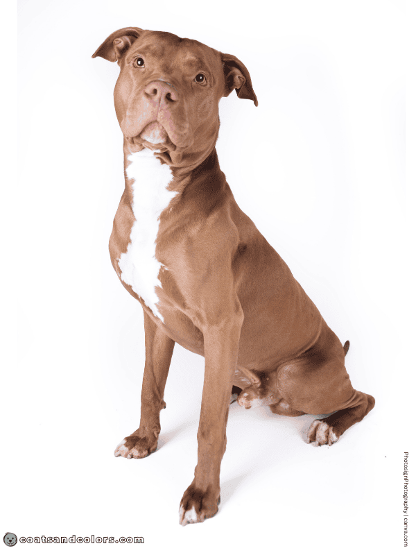 coatsandcolors.com American Staffordshire Terrier Colors liver 2