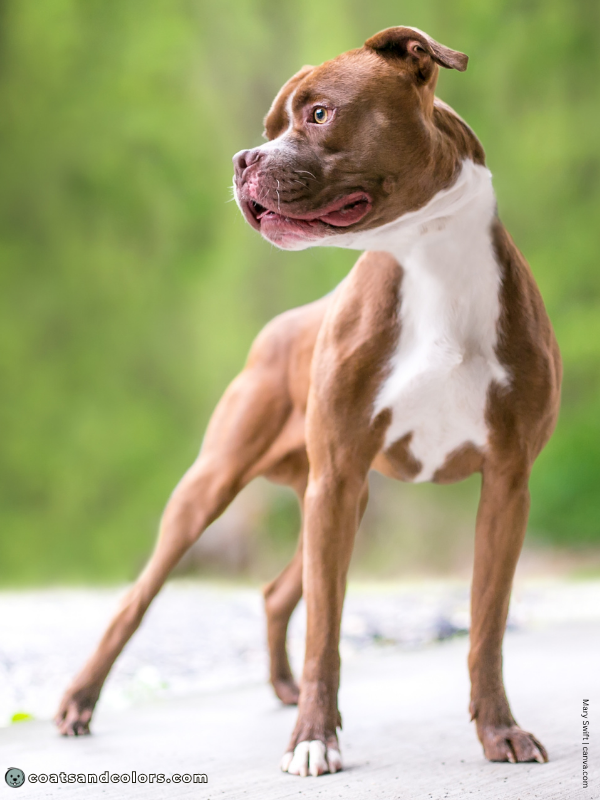 coatsandcolors.com American Staffordshire Terrier Colors liver 3