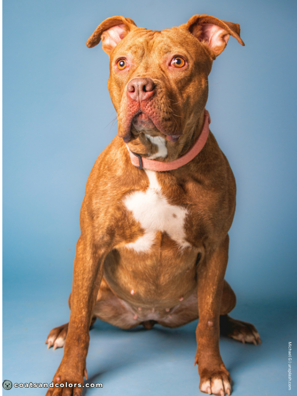 coatsandcolors.com American Staffordshire Terrier Colors liver brindle 1
