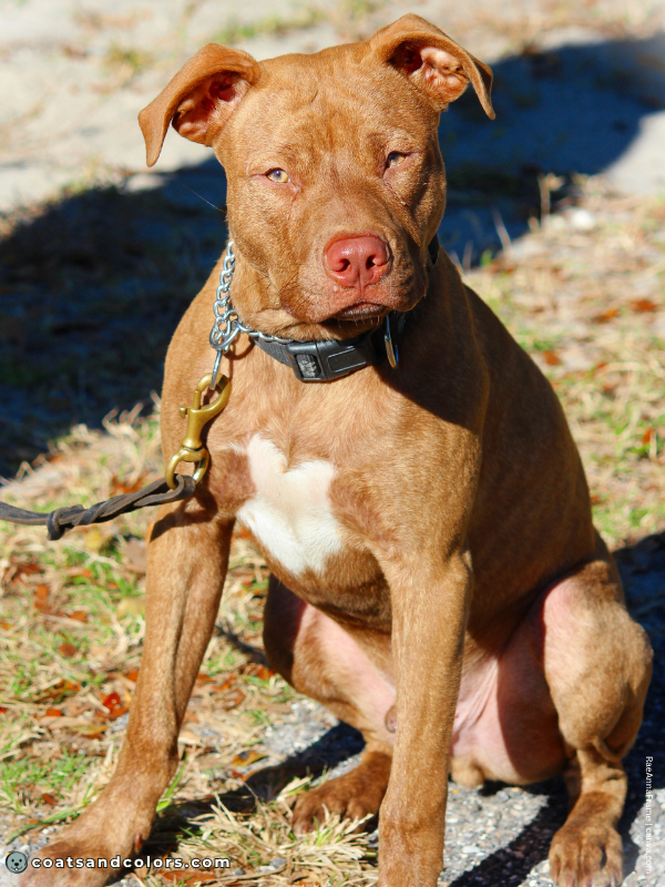 coatsandcolors.com American Staffordshire Terrier Colors liver brindle 2