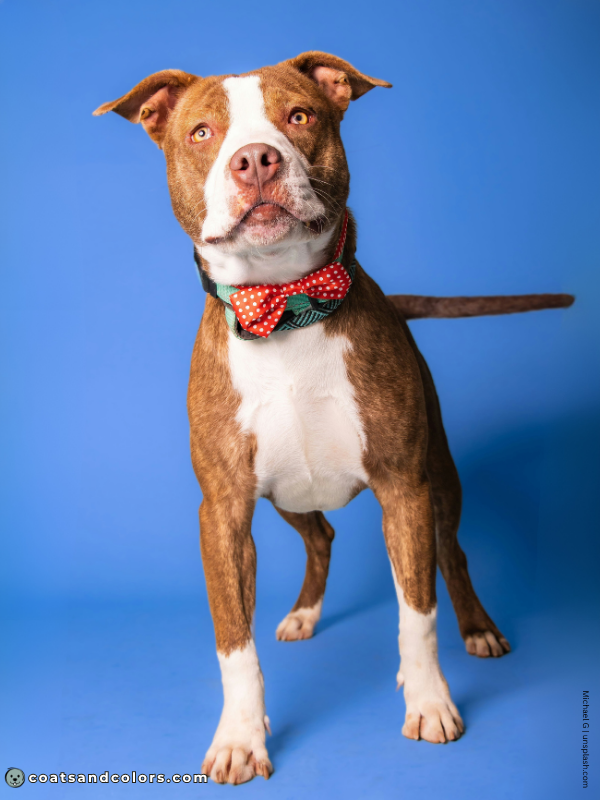 coatsandcolors.com American Staffordshire Terrier Colors liver brindle 3