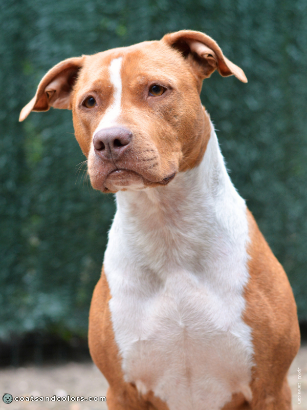 coatsandcolors.com American Staffordshire Terrier Colors liver fawn 1