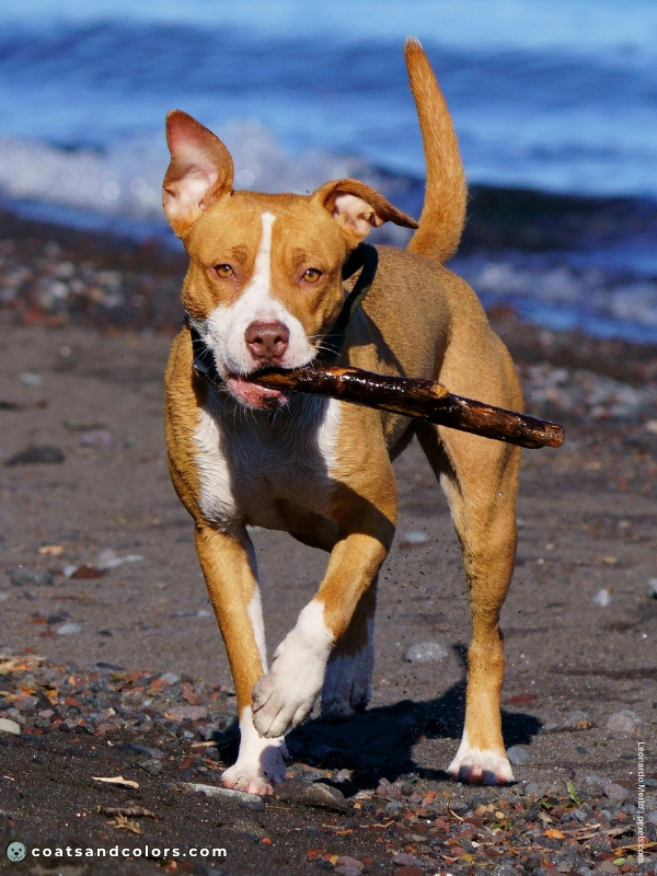 coatsandcolors.com American Staffordshire Terrier Colors liver fawn 2