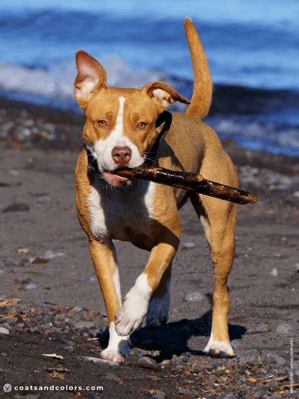 coatsandcolors.com American Staffordshire Terrier Colors liver fawn 2