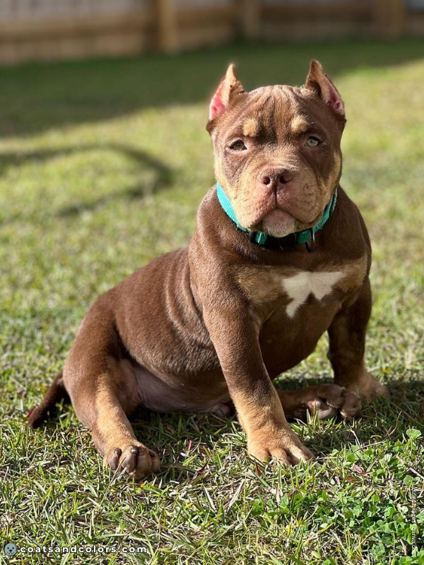 coatsandcolors.com American Staffordshire Terrier Colors liver tan 1