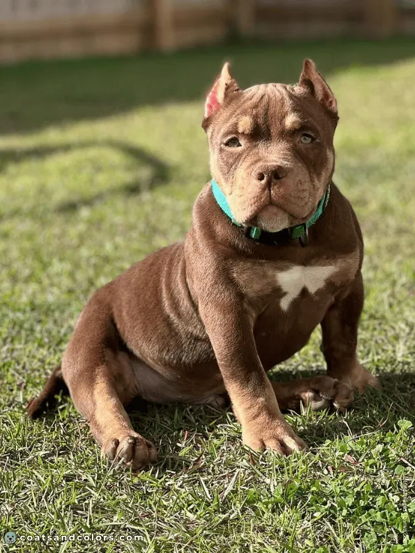coatsandcolors.com American Staffordshire Terrier Colors liver tan 1