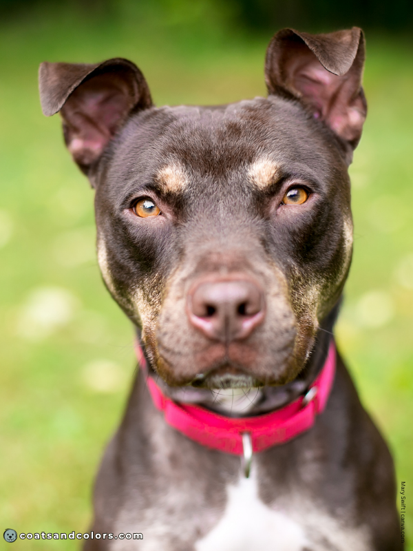 coatsandcolors.com American Staffordshire Terrier Colors liver tan 2