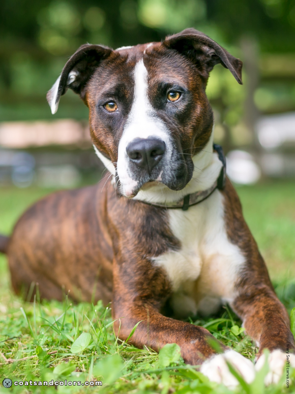 coatsandcolors.com American Staffordshire Terrier Colors mahogany brindle
