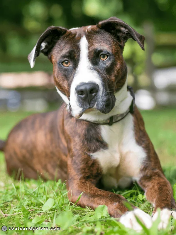 coatsandcolors.com American Staffordshire Terrier Colors mahogany brindle