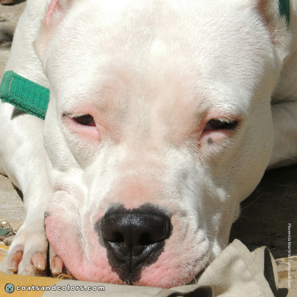 coatsandcolors.com American Staffordshire Terrier Colors pink eye rims 1