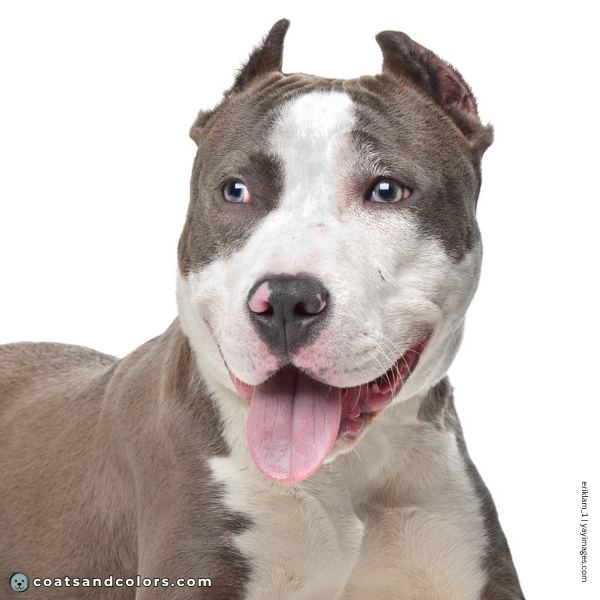 coatsandcolors.com American Staffordshire Terrier Colors pink nose spots