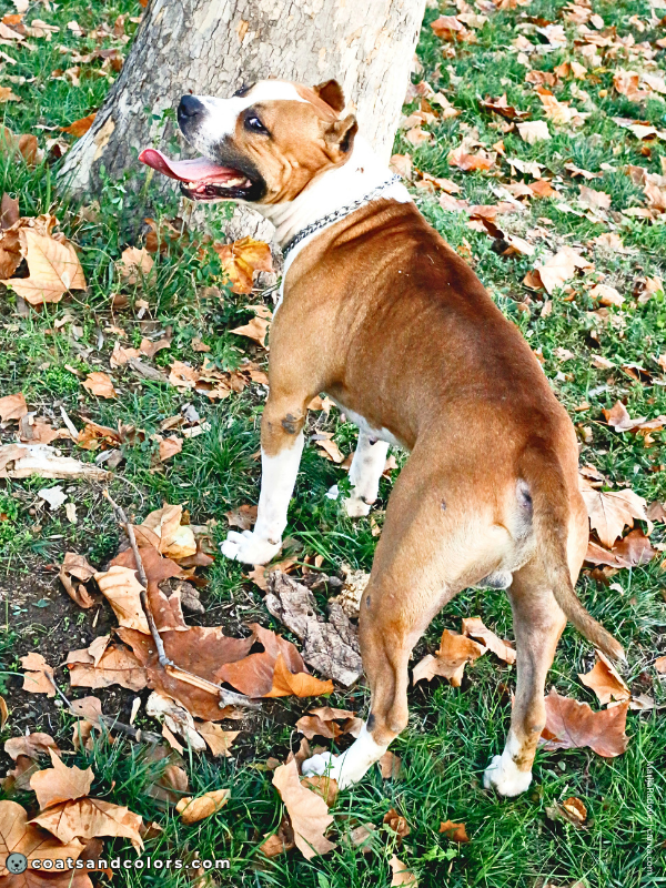 coatsandcolors.com American Staffordshire Terrier Colors red buckskin