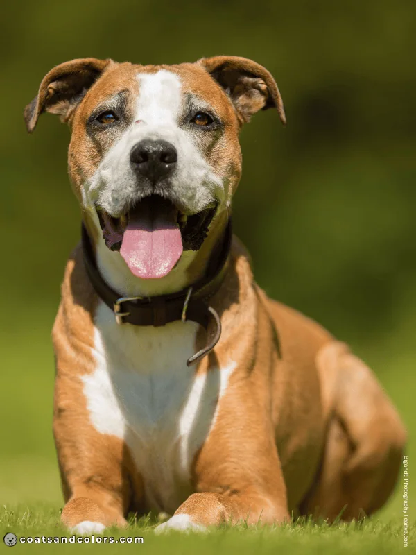 coatsandcolors.com American Staffordshire Terrier Colors red white 1