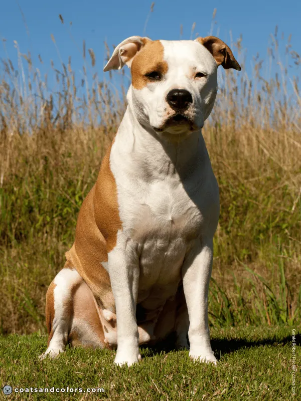 coatsandcolors.com American Staffordshire Terrier Colors red white 2
