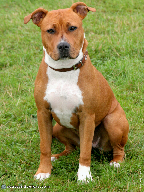 coatsandcolors.com American Staffordshire Terrier Colors red white 3