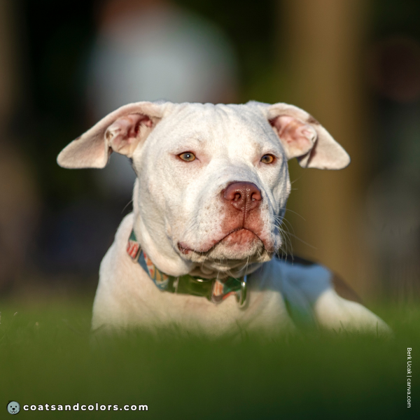 coatsandcolors.com American Staffordshire Terrier Colors rednosed white