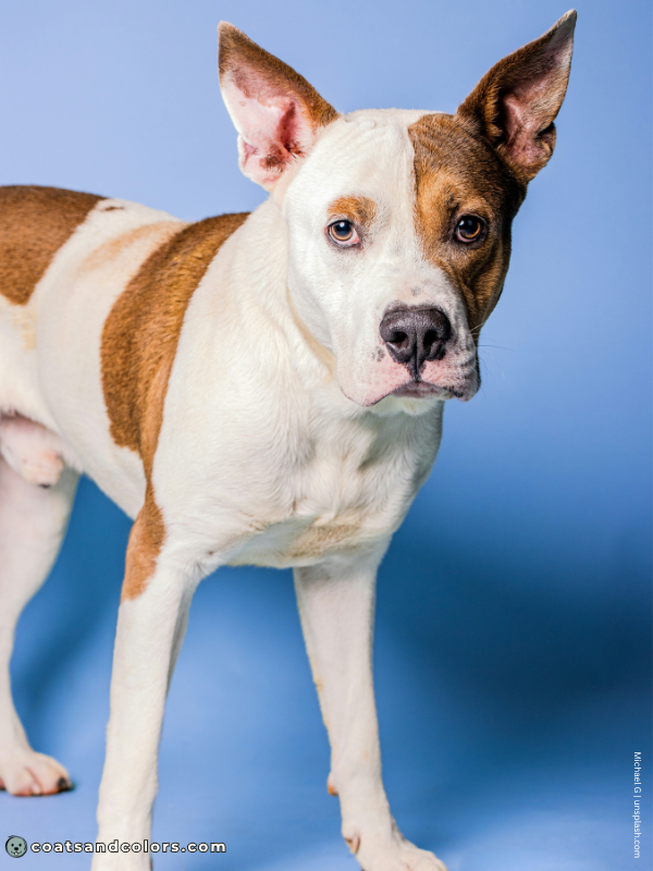 coatsandcolors.com American Staffordshire Terrier Colors sable 3