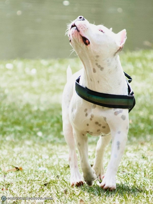 coatsandcolors.com American Staffordshire Terrier Colors skin spotting under white